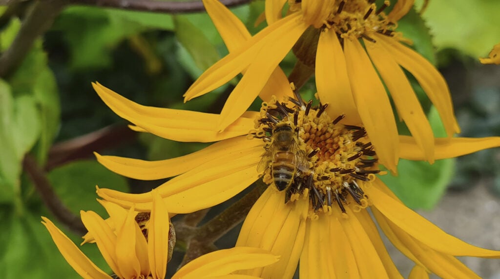 Bij verzamelt stuifmeel op gele bloem in groene beplanting.