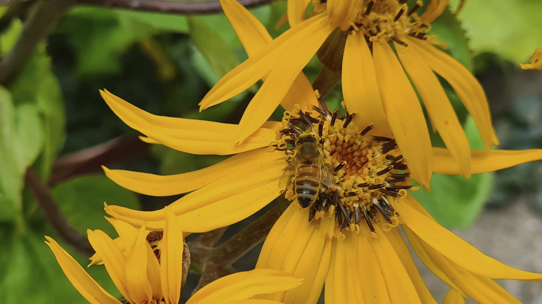 Bij verzamelt stuifmeel op gele bloem in groene beplanting.
