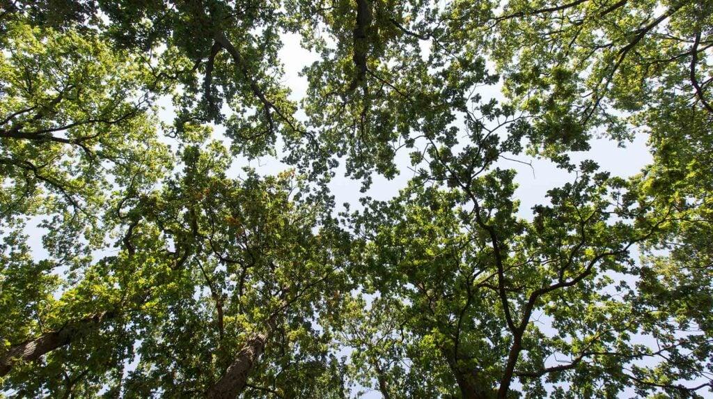 Boomkronen met groen bladerdak gezien vanaf de grond tegen de lucht.
