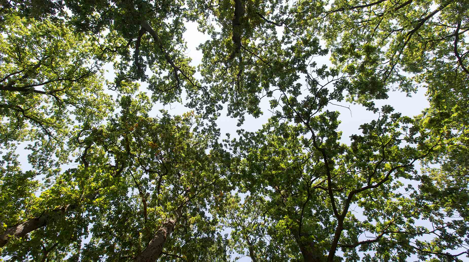 Boomkronen met groen bladerdak gezien vanaf de grond tegen de lucht.