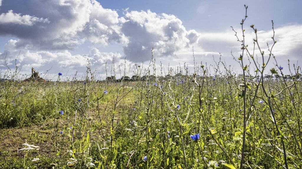 Bloemrijk grasland met blauwe cichorei, op de achtergrond een graafmachine bij grondwerkzaamheden.