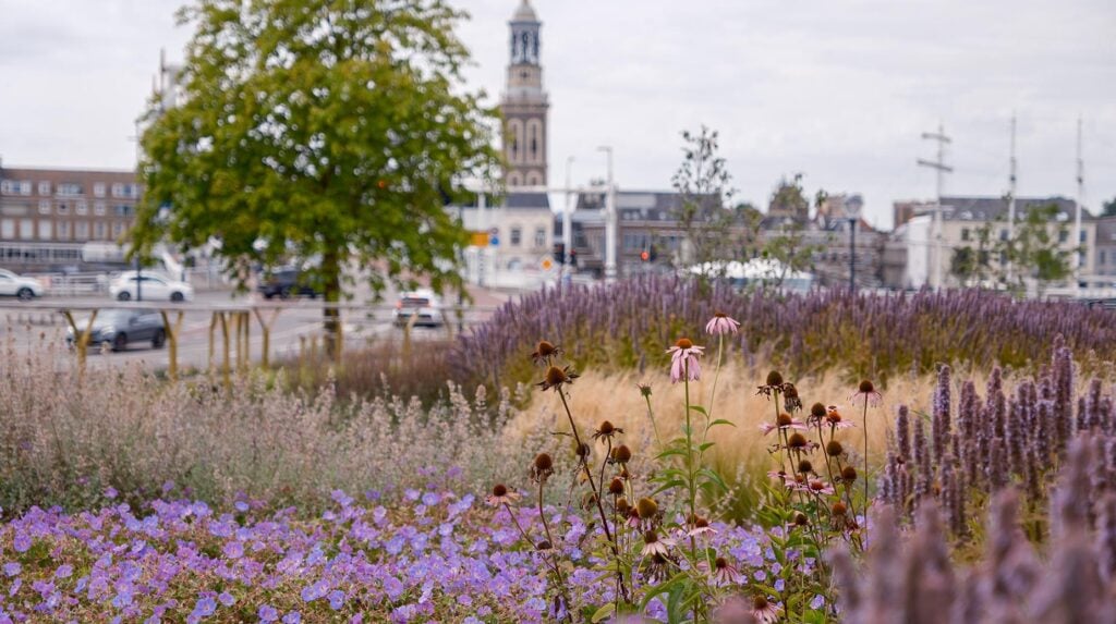 Bloeiende vaste plantenborder met zonnehoed, salie en siergrassen aan een stadsboulevard met kerktoren op de achtergrond.