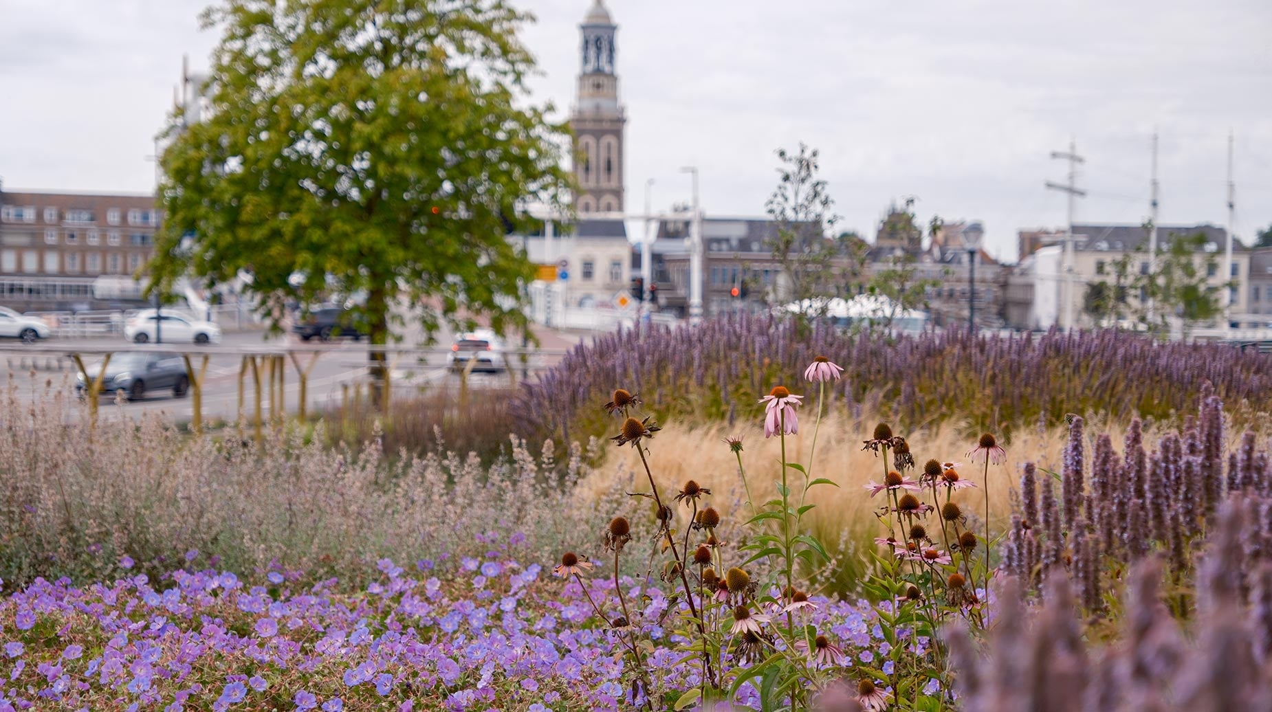 Bloeiende vaste plantenborder met zonnehoed, salie en siergrassen aan een stadsboulevard met kerktoren op de achtergrond.
