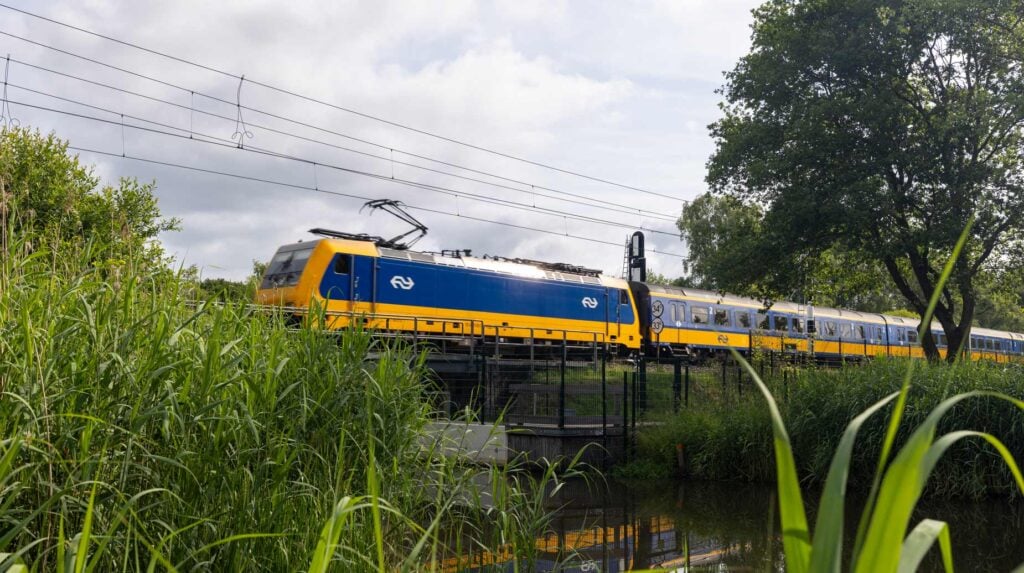 NS-trein rijdt langs weelderige begroeide spoorberm met riet en struikgewas.