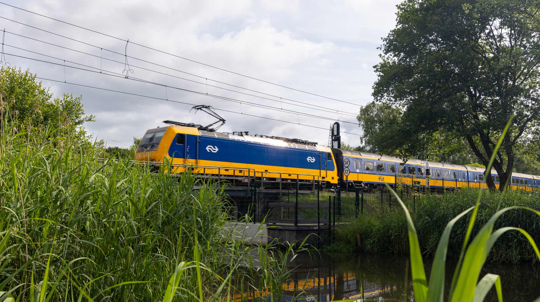 NS-trein rijdt langs weelderige begroeide spoorberm met riet en struikgewas.