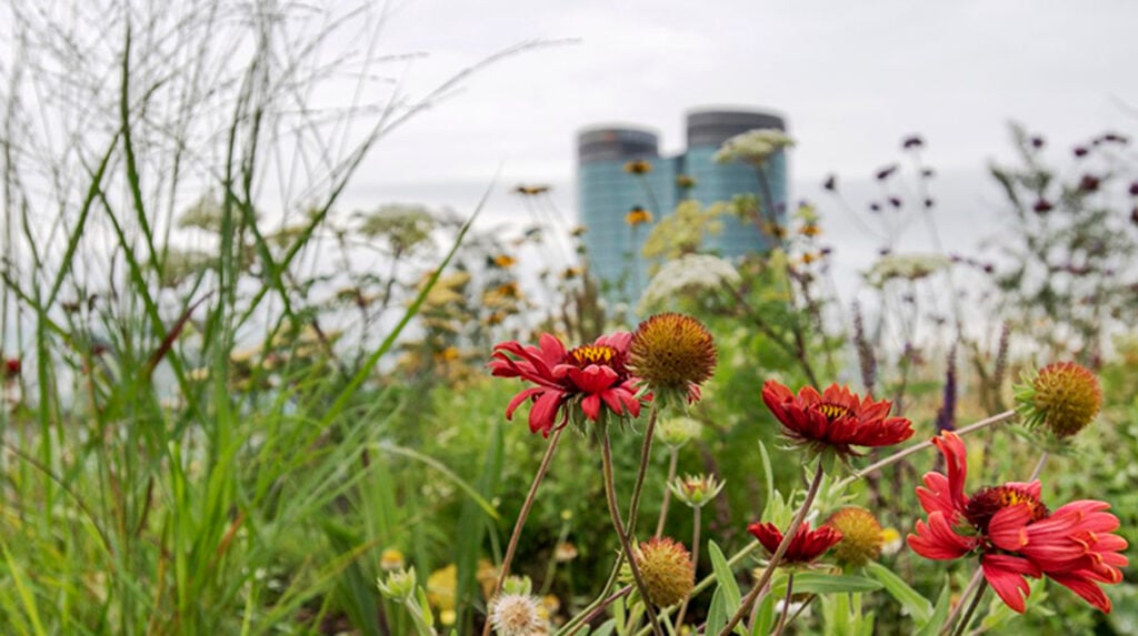 Rode bloemen op de voorgrond van een stedelijke wildflower tuin met glazen kantoorgebouwen op de achtergrond