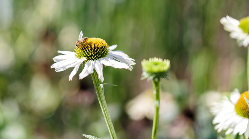 Bij op witte Echinacea bloem in een bloemrijke tuin