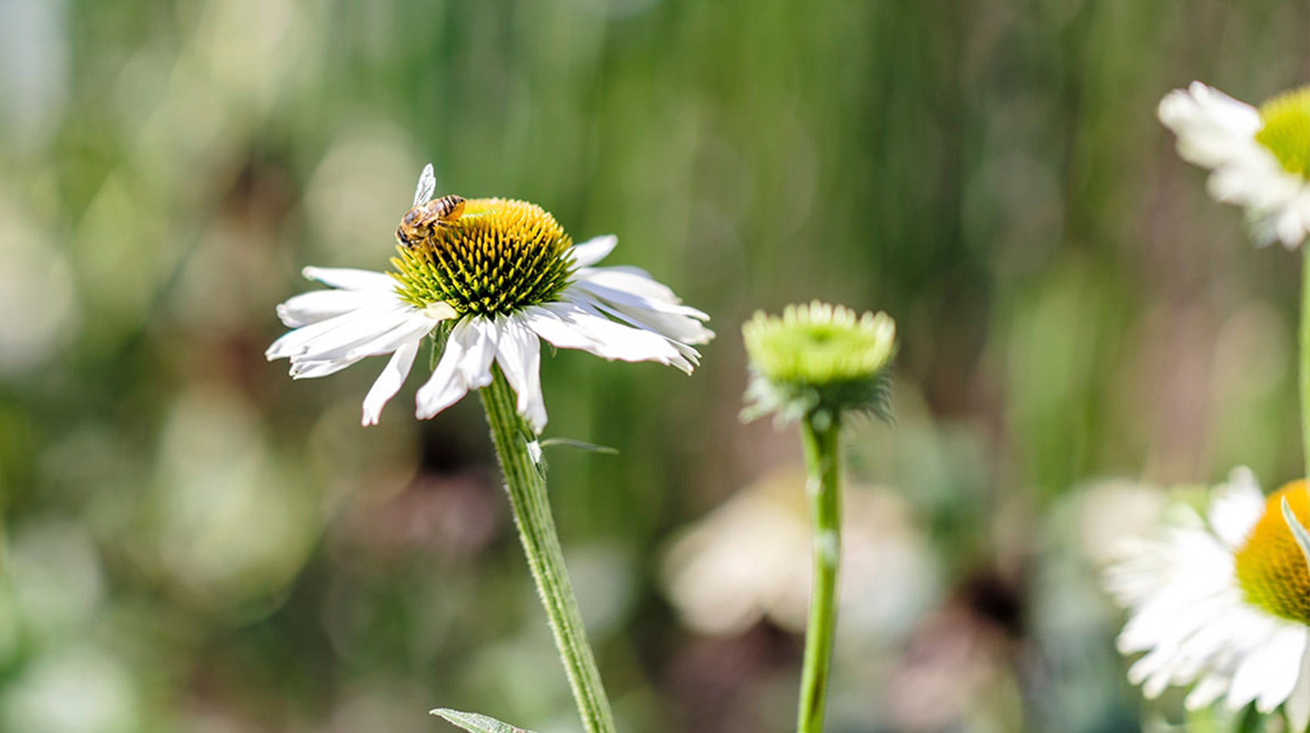 Bij op witte Echinacea bloem in een bloemrijke tuin