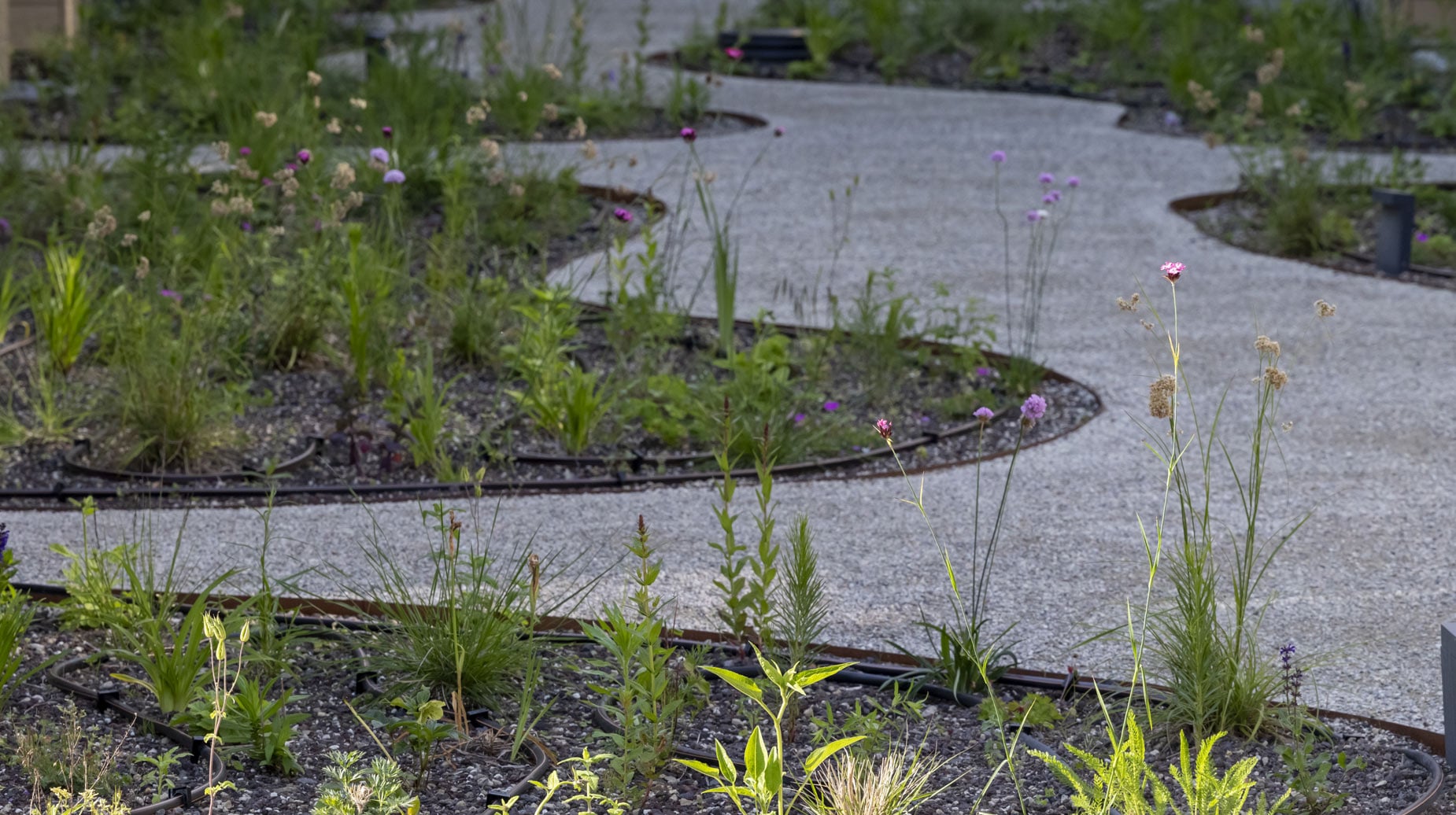 Slingerend grindpad tussen beplantingsvakken met vaste planten en siergrassen.