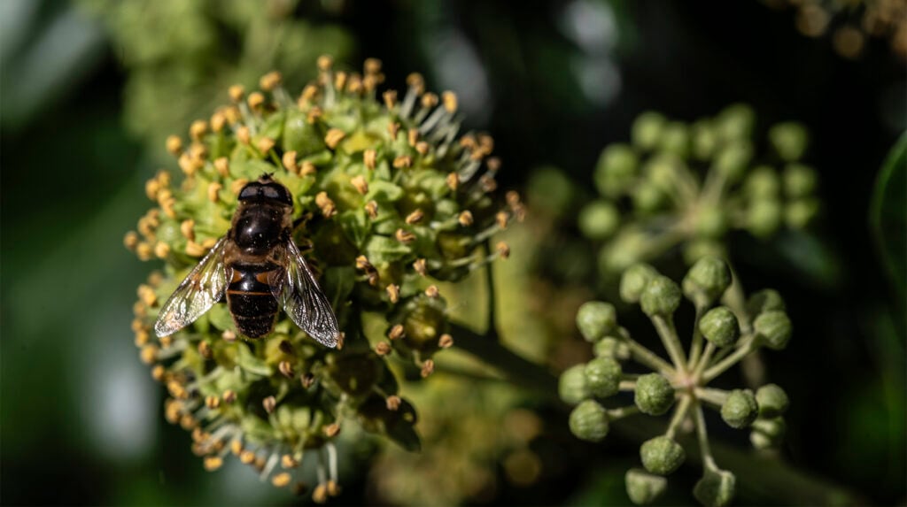 Zweefvlieg op bloeiende klimop met gele meeldraden, close-up macrofotografie