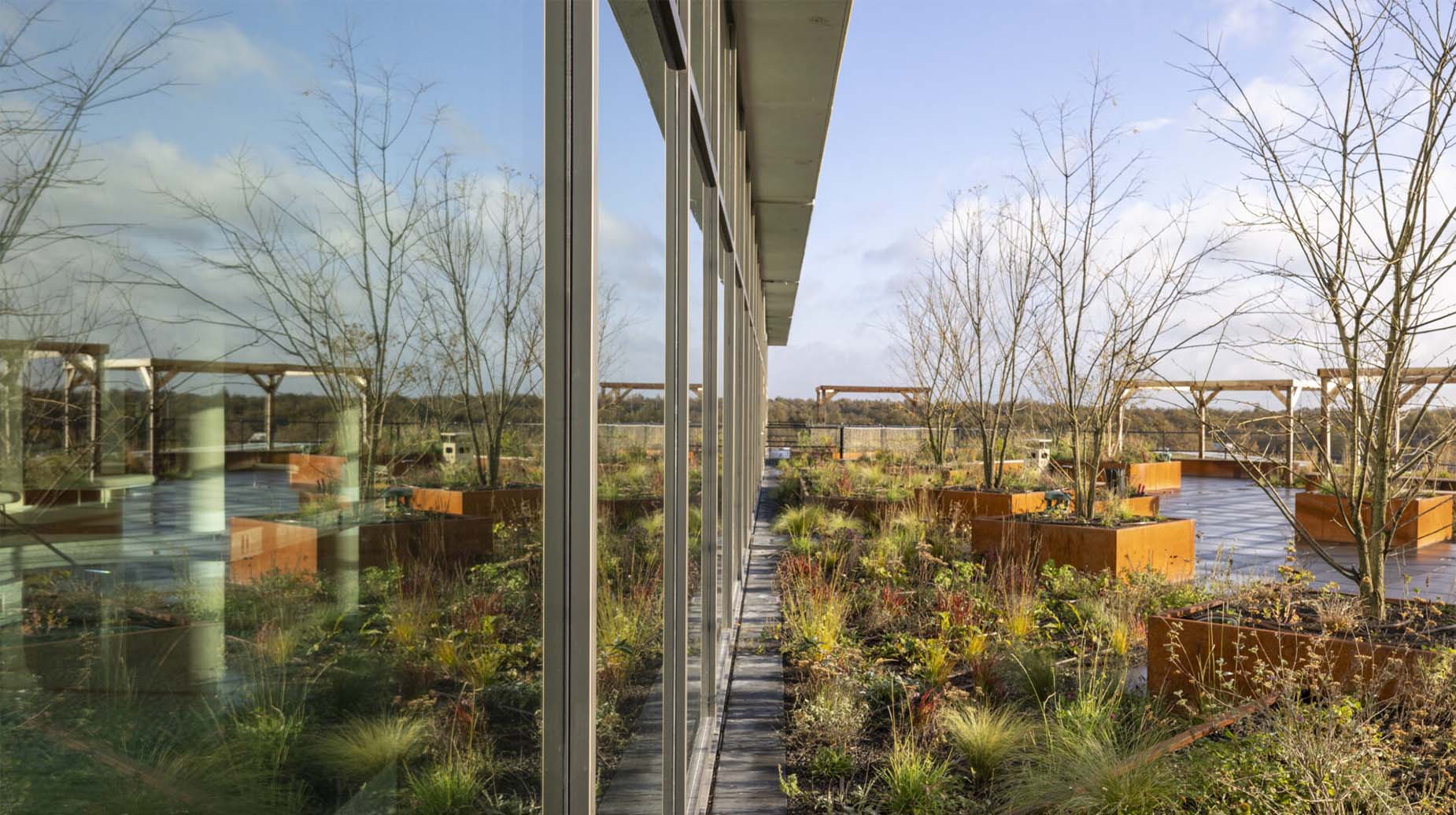 Beplant dakterras met cortenstalen plantenbakken, siergrassen en jonge bomen naast een glazen gevel.