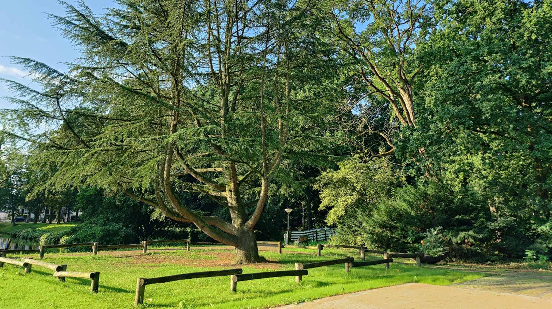 Monumentale ceder met brede takken omgeven door een houten afrastering in een park.