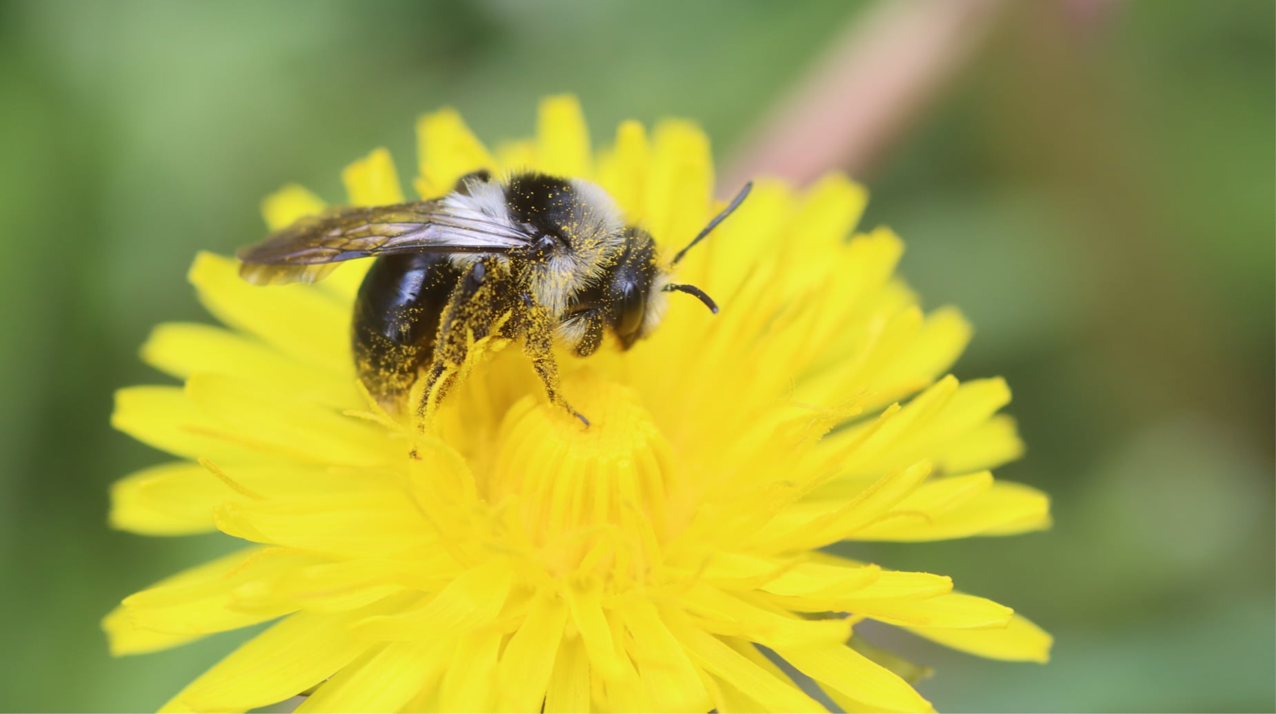 Wilde bij verzamelt stuifmeel op een gele paardenbloem.
