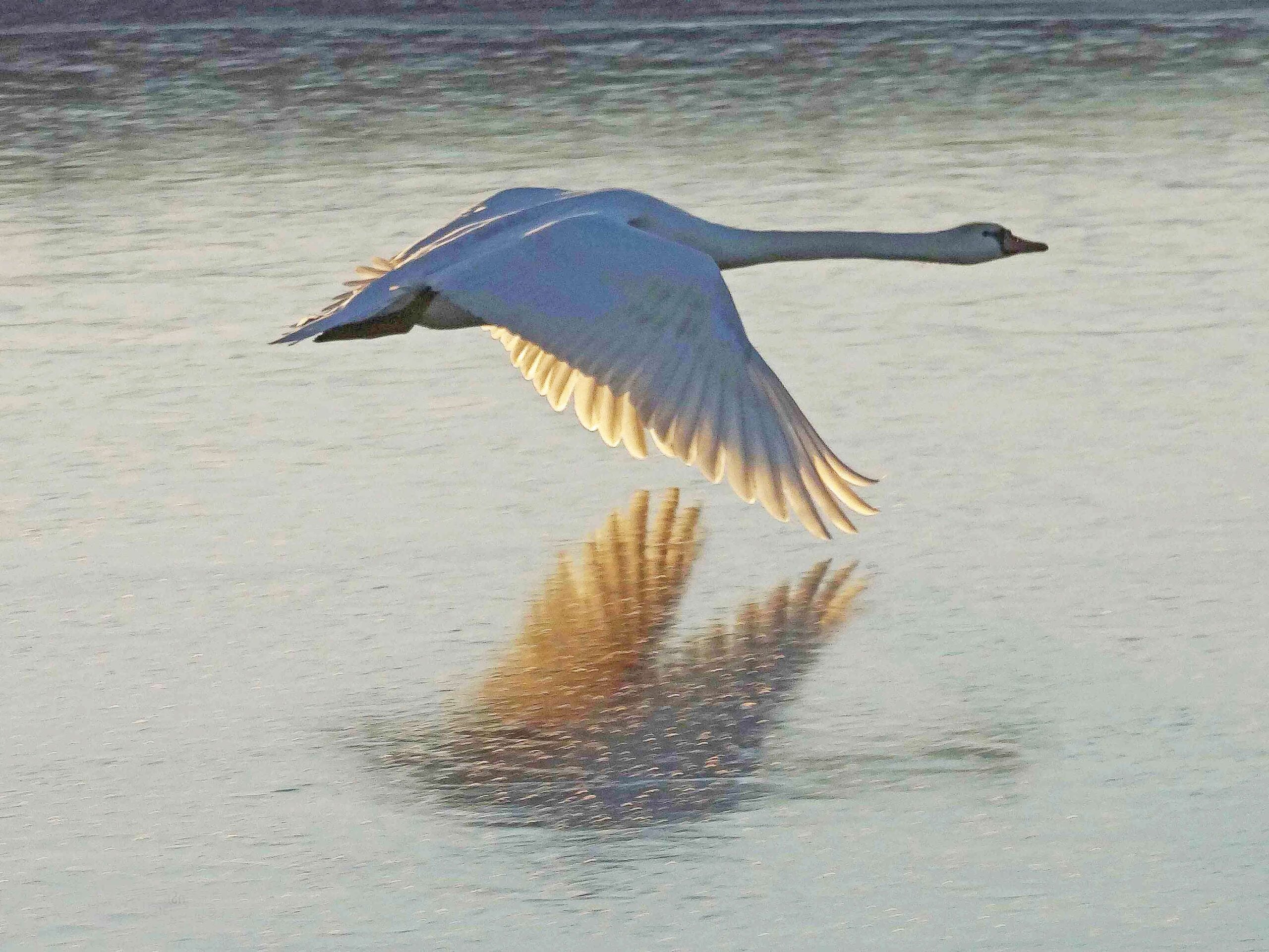 Vogel vliegt boven een meer in een biodiverse natuurlijke omgeving.